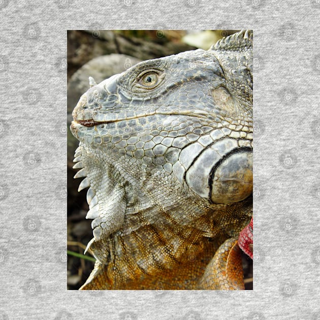 oli red iguana by pcfyi